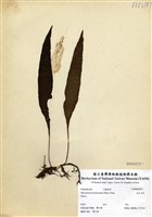 藏品(波氏星蕨)的圖片